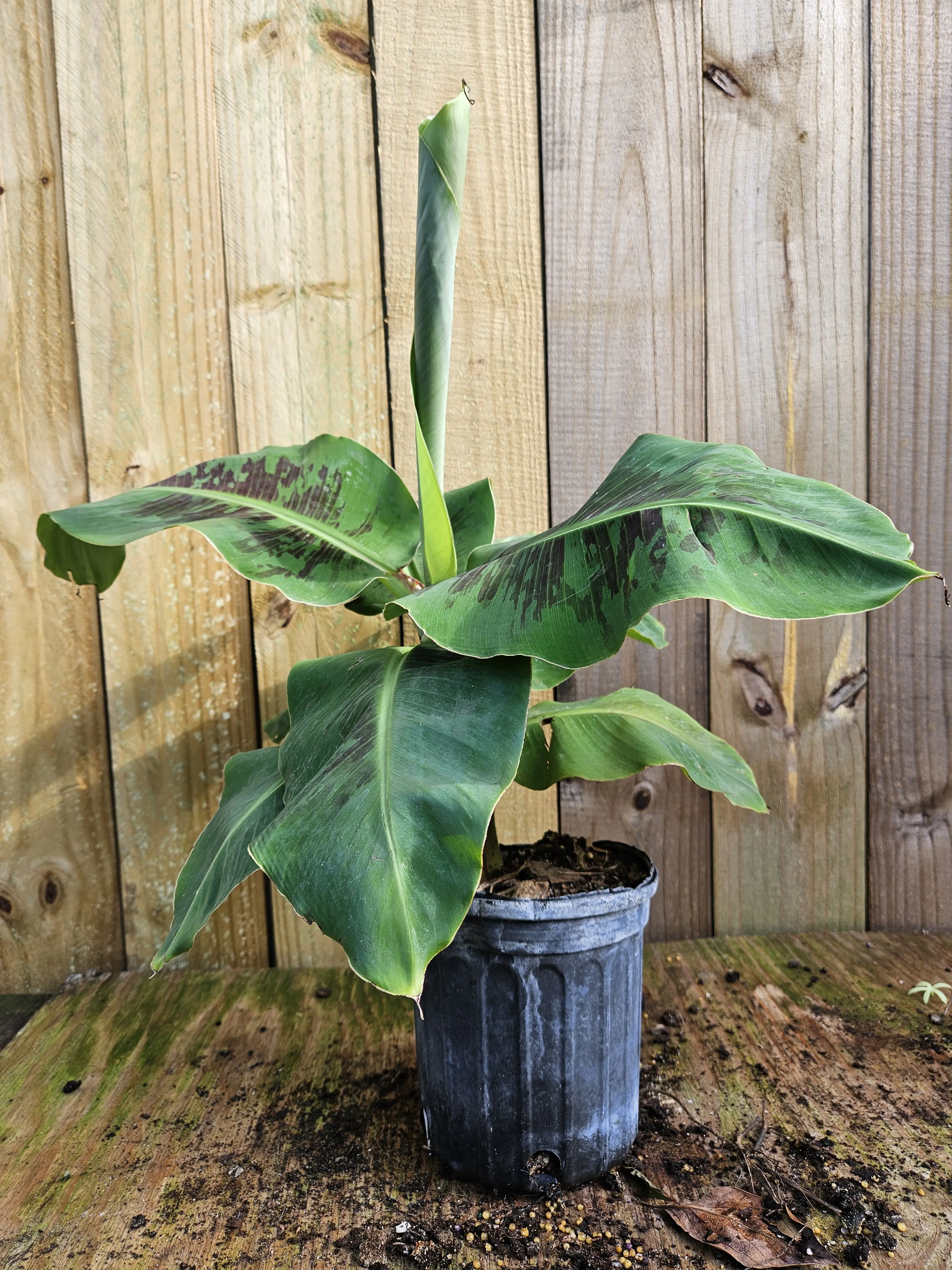 LIVE PLANT 2ft Musa Truly Tiny Dwarf Cavendish banana fruit tree - House plant, bonsai, exterior landscaping