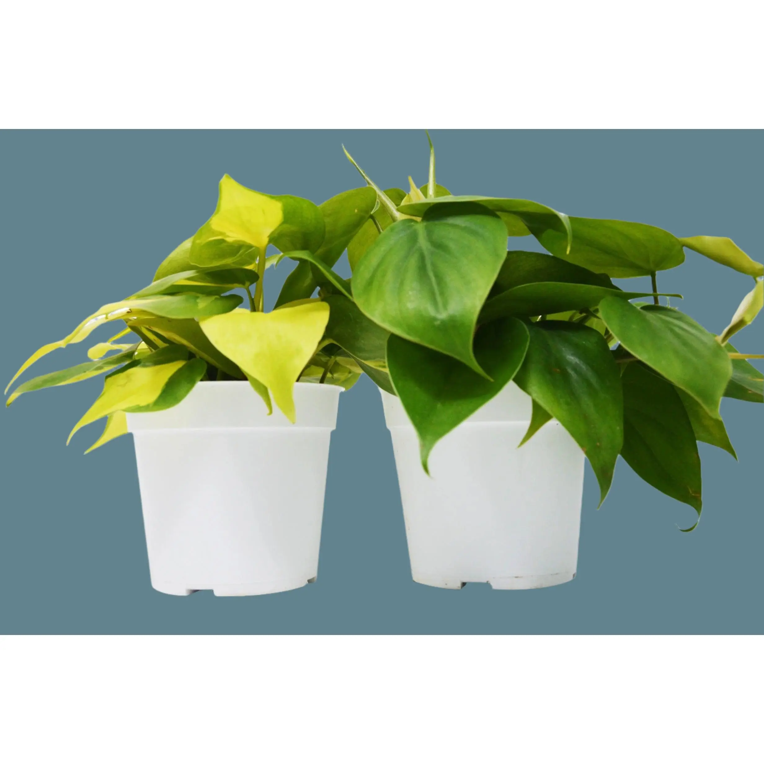 2 Philodendron Variety Pack - 4" Pots