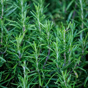 Rosemary Organic Seeds (Salvia rosmarinus) – An aromatic, perennial herb perfect for culinary use and pollinator gardens.