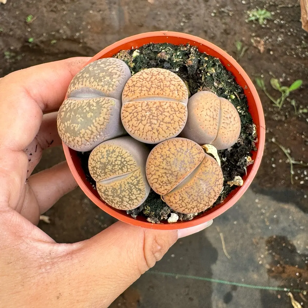 Lithops 2.5 inch pot