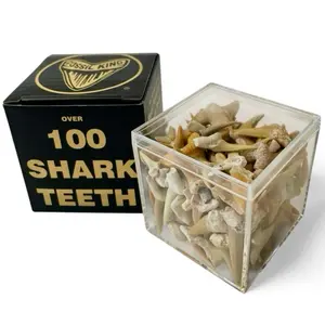 100 Authentic Fossil Shark Teeth – Prehistoric Mineral Fossils – Science Collection with Acrylic Display Box – Fossil King