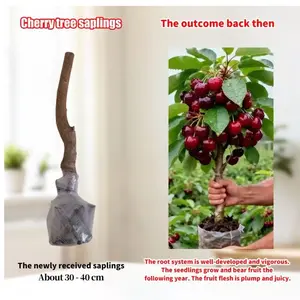 Premium Organic Red Cherry Tree Seedlings | Easy to Grow for USA Backyard Gardens | 5-Year Mature Trees, Fruit in the First Year | Ideal for American Gardeners & Outdoor Spaces