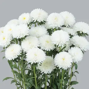 Azumi XL White Aster Flower Seeds | 100 Seed Packet