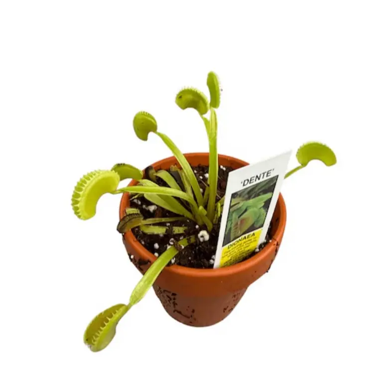 Venus Fly Trap Plant Seeds 100pcs Mini Blue Green 10cm x 10cm x 10cm for Indoor Bonsai & Mini Trees Easy Cultivation Formaldehyde Remover Variegated Houseplant