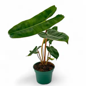 Philodendron billietiae, 4 inch Pot