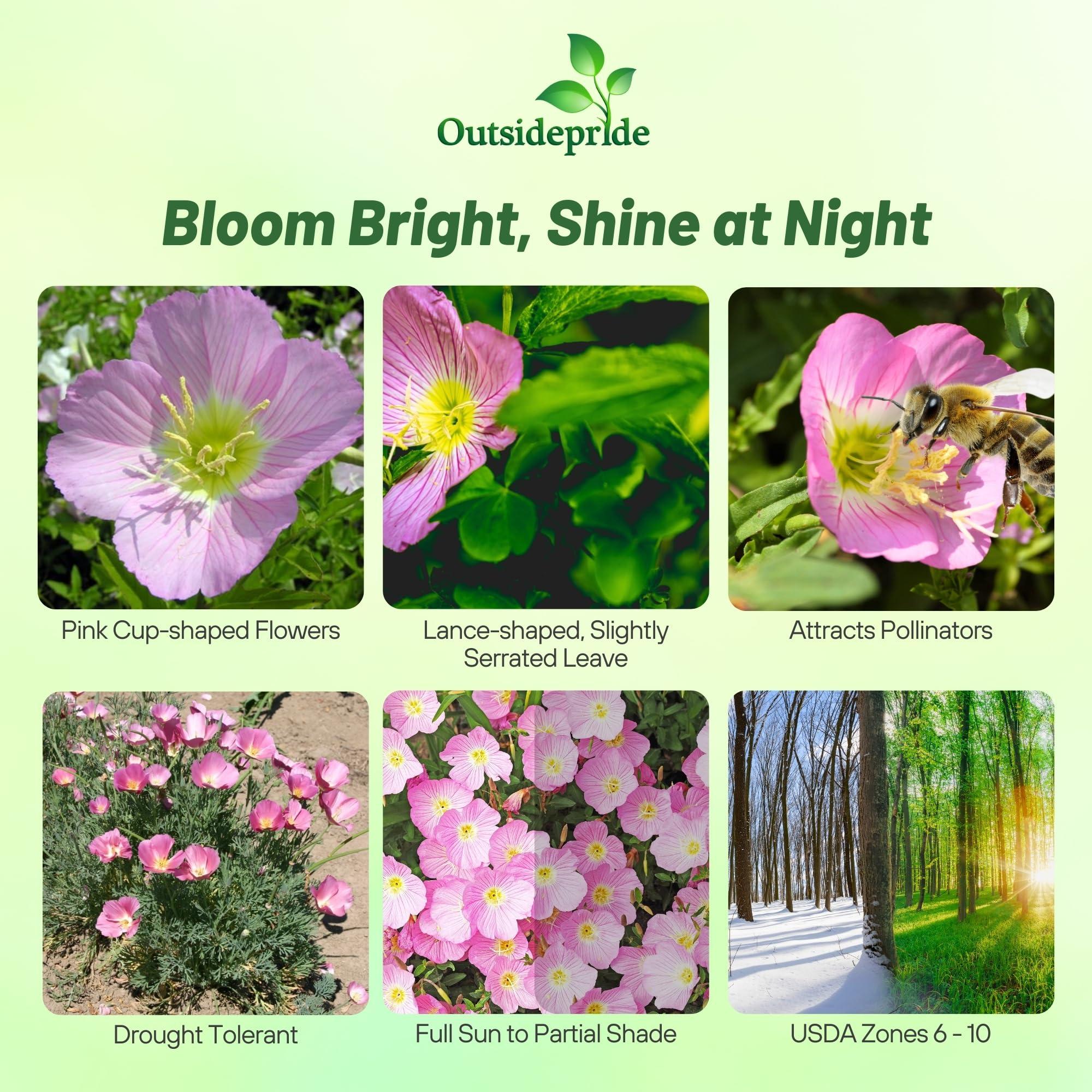Outsidepride Showy Evening Primrose Seeds - 5000 Pcs Perennial, Hardy, Easy to Grow & Low Maintenance Flower Seeds for Planting Vibrant Soft Pink Blooms, for Containers, Borders & Erosion Control