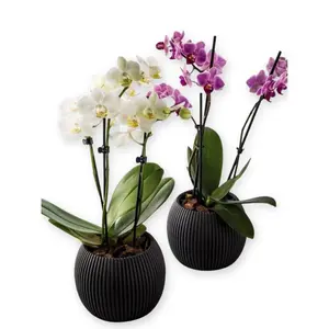 Mini Cactus Flower Herb Planter - Durable UV Rain Heat Cold Resistant Plastic Indoor Outdoor Use 3.5" x 2.75"