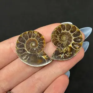 Ammonite Fossils | Meaning, Uses & Ritual Tools