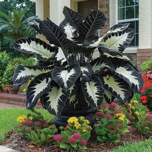 500 Black & White Hosta Seeds Rare Perennial for Shade & Bonsai Décor – Low Maintenance