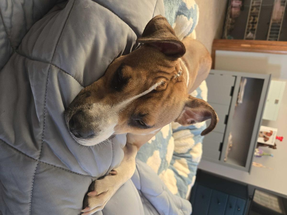 Item: Blue, L (36x36x10)