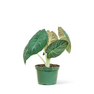Alocasia 'Grey Dragon', Medium