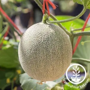 Melon Seeds - Cantaloupe - Inspire Hybrid