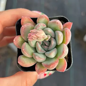 2” Echeveria Apus