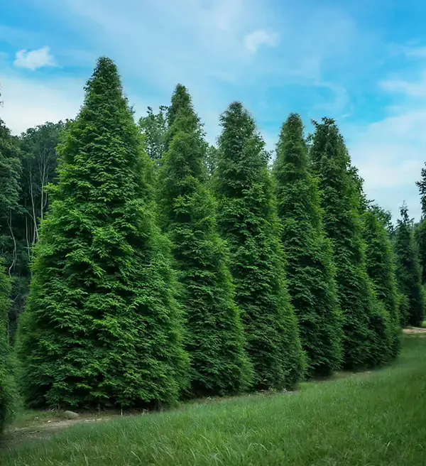 Green Giant Arborvitae 4-inch pot - Garden Plants - Fast Growing Evergreen Tree