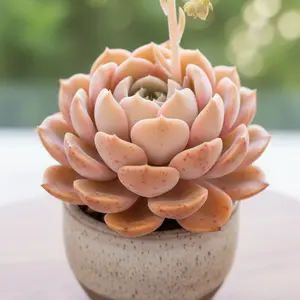 Rare Pink Rosette Echeveria'Marilyn Monroe'Live Plant,Fully Rooted Soft Pastel Succulent with Delicate Leaves, Low-Maintenance Drought-Tolerant Houseplant, Air-Purifying Evergreen Decor for Indoor/Outdoor, Beginner Friendly Potted Succulent for Home Patio