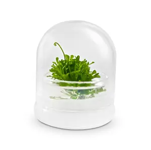 Bloomify Live Sundew Plant Terrarium – Enclosed Ecosystem with Zero Maintenance – Unique Ecosphere Plants for Home Décor – Drosera Spatula Sundew Plant –Great Gift – Self-Sustaining Terrarium