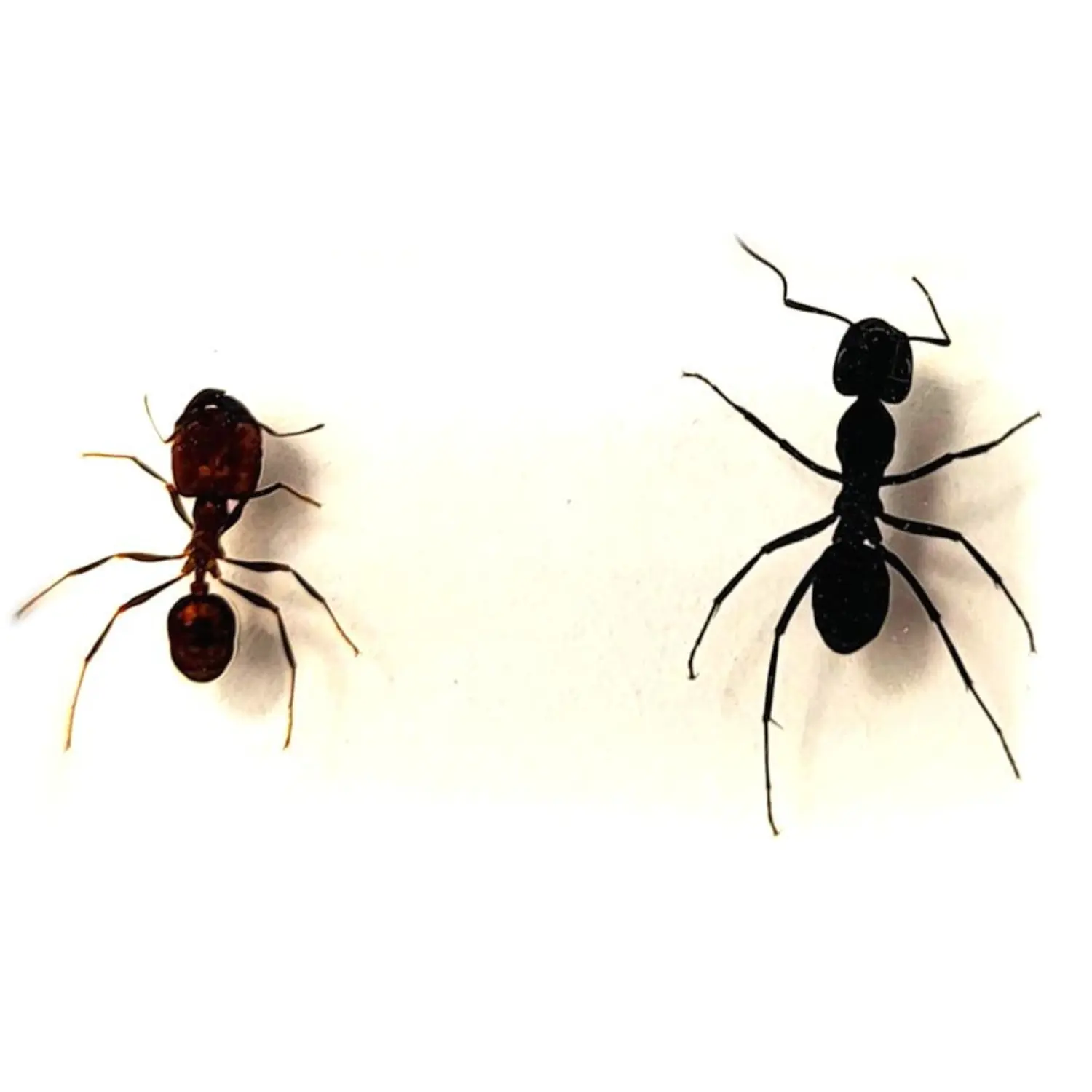 44mm Real Weaver Ant & Red Giant Ant Pair in Crystal Clear Lucite Resin Specimen Preserved Insect Taxidermy Crafts Collection Decor