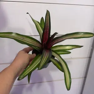 Bromeliad Neoregelia Neos - Vibrant Striped Leaves Indoor Plant for Home Decor