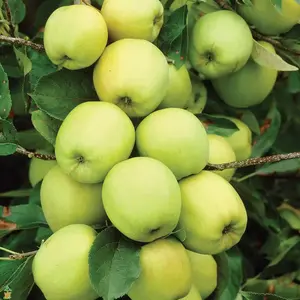 3 Ft. Golden Delicious Apple Tree with Honeyed Sweet Light Gold Fruit Nocturnal Gardens