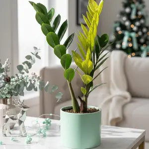 Zamioculcas 'Chameleon'