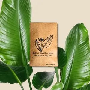 Strelitzia 'Bird of Paradise' Seeds