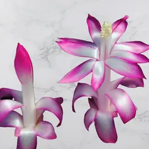 Pink White Christmas Cactus Starter Plant - Proud Mary - Schlumbergera Truncata - live Starter Plant