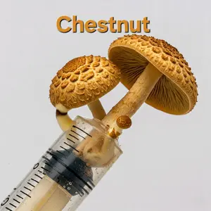 Chestnut mushroom liquid culture 8ml