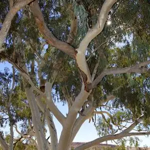 Green River 50 Camaldiensis Eucalyptus Seeds - Eucalyptus Tree Flower Seed Pack, Drought-Tolerant Bark Texture, Outdoor Landscaping Use, Perennial Fast-Growing Privacy Tree