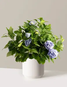 Endless Summer® Hydrangea