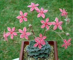 Graptopetalum Bellum Exotic Succulent Mesembs Flowering Plant - 100 Seeds for Rare and Delicate Gardening