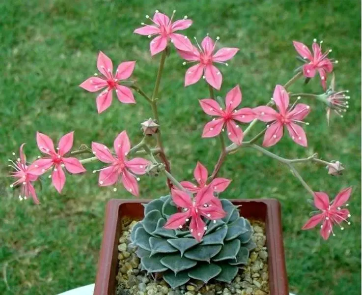 Graptopetalum Bellum Exotic Succulent Mesembs Flowering Plant - 100 Seeds for Rare and Delicate Gardening