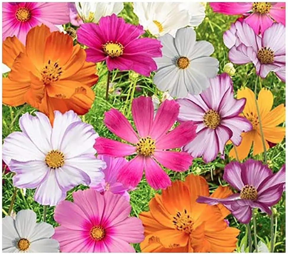 1000 Pcs Cosmos Flower Seeds Bulk Pack, 2026 Heirloom Annual Wildflower Seeds, Pollinator-Friendly Mix for Colorful Garden, Diverse Colors Grow-At-Home Flowers & Outdoor Gardens