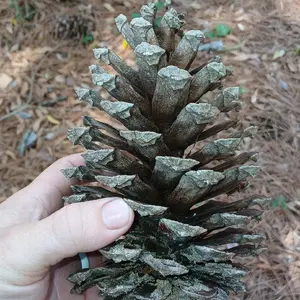 Loblolly Pinecones Big Bulk Craft DIY DYI