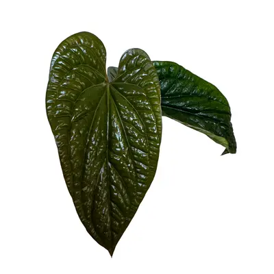anthurium warocqueanum x crystallinum Anthurium Warocqueanum – Casa Botanica main image 1