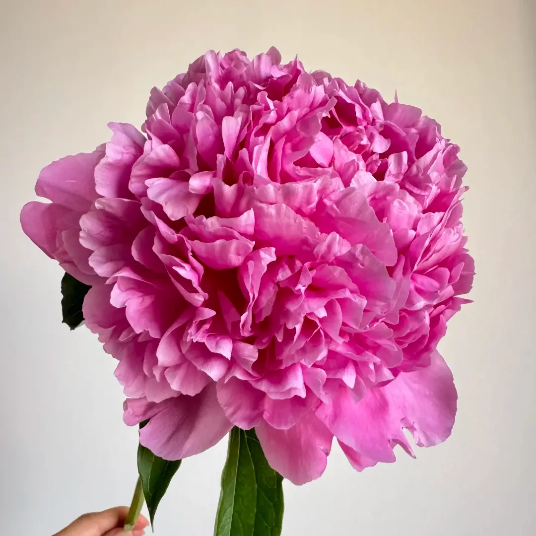 Vibrant Peony Root Tubers - Hardy Perennial Flower Bulbs for Planting, Easy-to-Grow Garden Decor, Large Spring-Summer Blooms for Landscaping
