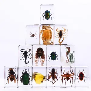 Realistic Insect Specimen Transparent Resin Spider Scorpion Model, Educational Science Display Decorations, Ideal for Classroom & Home Use