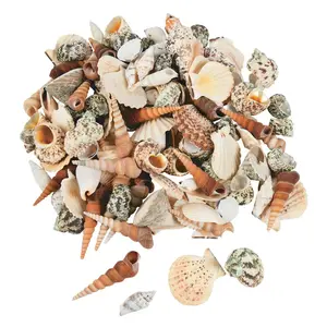 Bulk 540 Pc. 10 Lb. Decorative Sea Shell Assortment