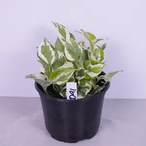 Pothos Pearls & Jade 6” | Variegated Pothos | Easy Houseplant