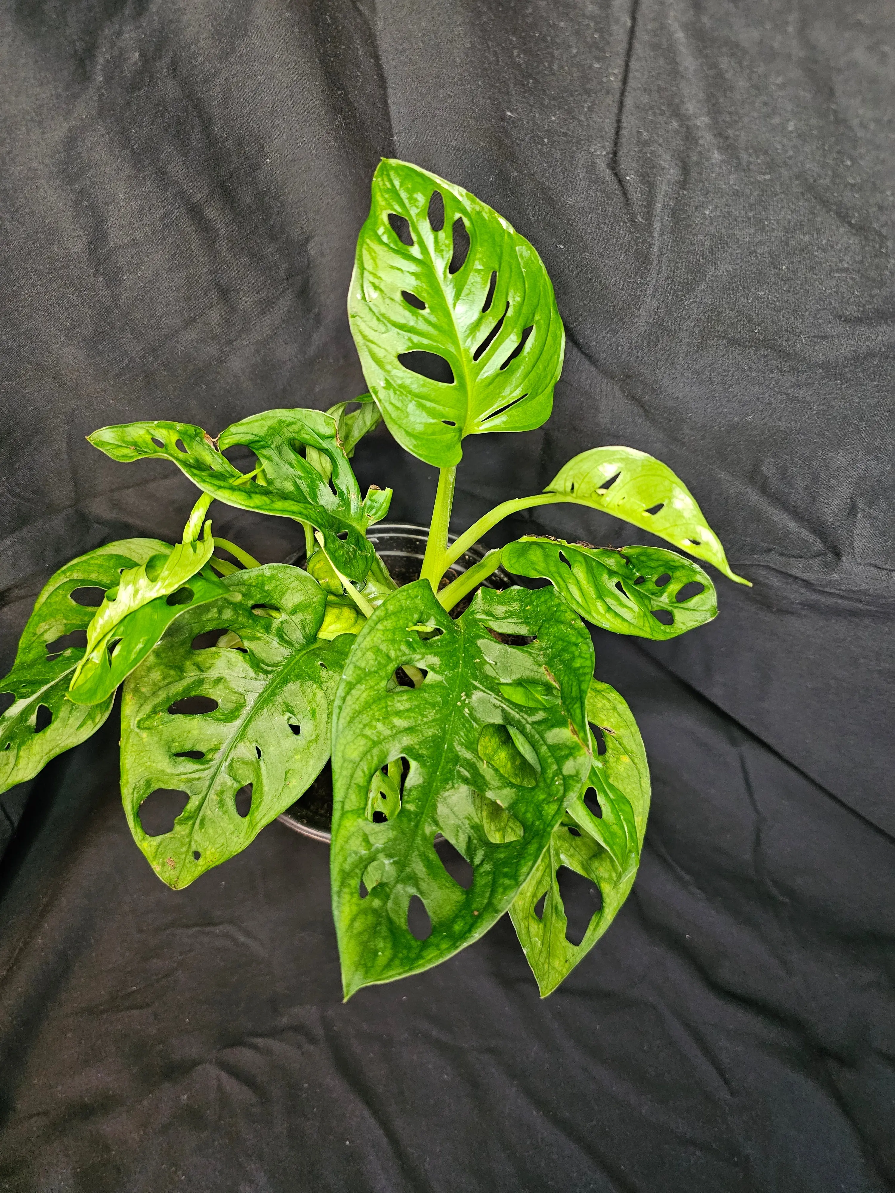 Monstera Adansonii Wide Form