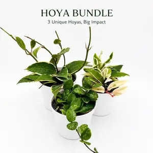 Hoya Bundle Box – 3 Easy-to-Care-for Hoya Plants in 4” Pots – Perfect for Beginners & Collectors – Exciting Assorted Combinations for Your Home Decor