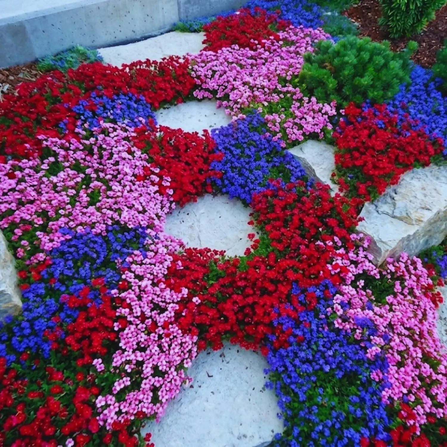 Mix Creeping Thyme Seed – Mixed Color Varieties Blue, Purple, Red ...