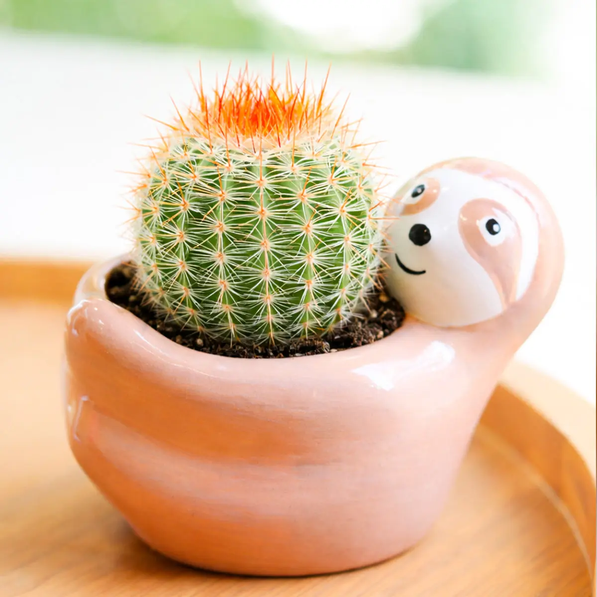 Parodia erubescens Cactus