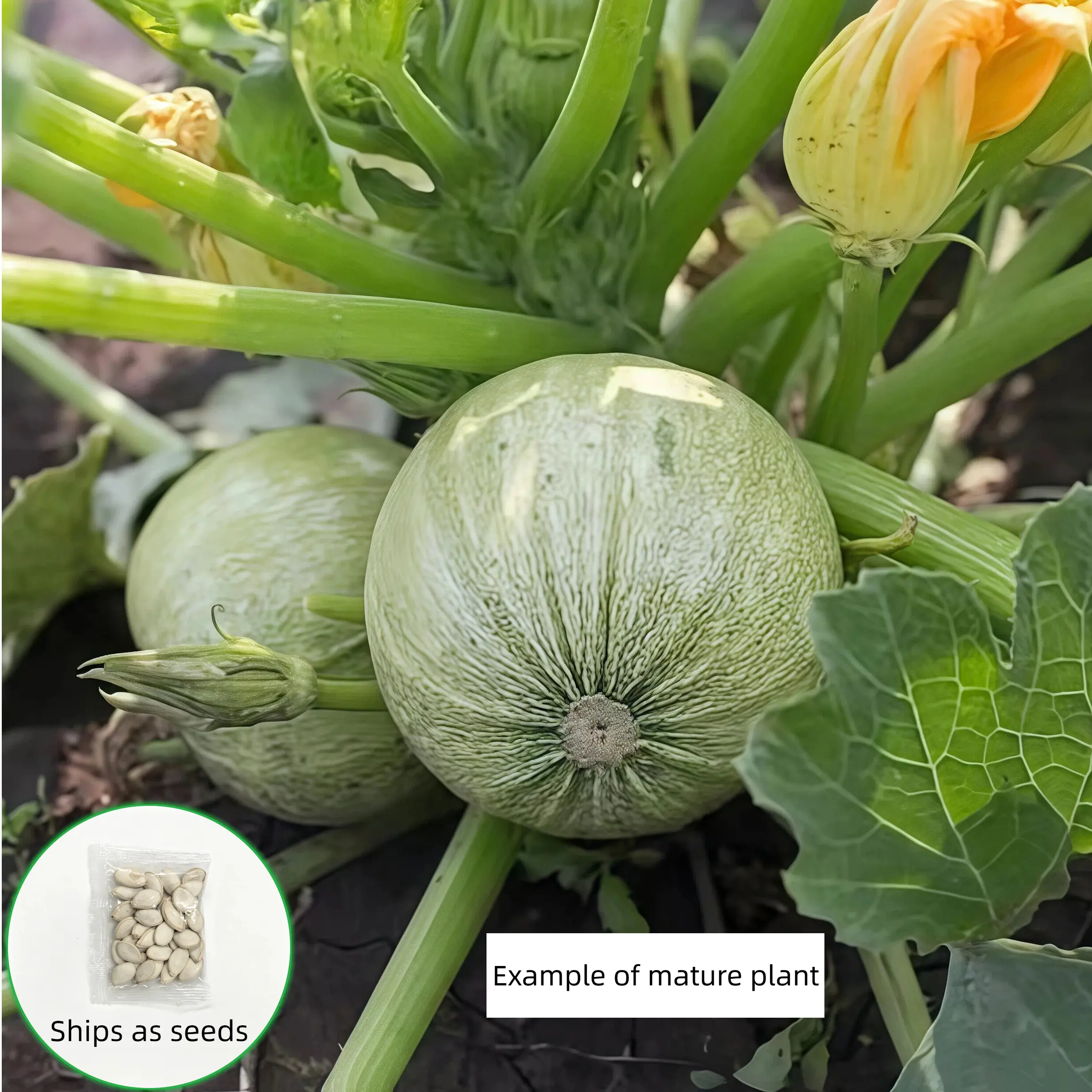Organic Round Compact Zucchini Squash Seeds (Cucurbita pepo 'Round') - 30 Seeds/Pack, Easy to Grow, Continuous Harvest, Tender and Flavorful Garden Vegetables, Ideal for Stuffed Preparations
