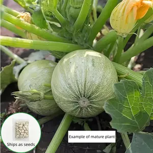 Organic Compact and Round Zucchini Squash Seeds (Cucurbita pepo 'Round') - 30 Seeds/Pack, Easy to Grow, Continuous Harvest, Ideal for Culinary Enthusiasts, Perfect for Stuffing and Baking