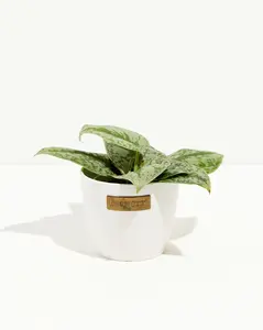 Silver Satin Pothos