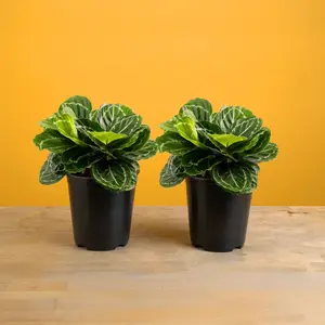 Grower's Choice Calathea | medium