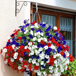 Mixed Hanging Petunia Seeds Mixed Color Flower Perennial Annual Petunia 3000 Seeds