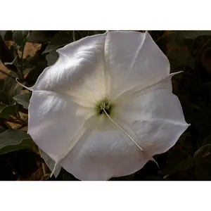Datura