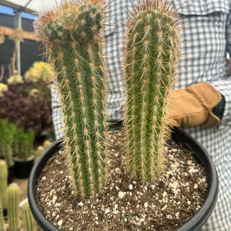 Cowboy Cactus Bare roots