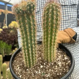 Cowboy Cactus Bare roots